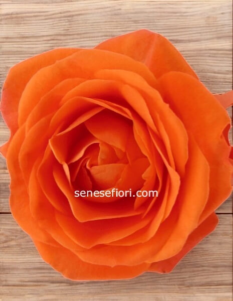 5 rose arancio ecuador confezionata