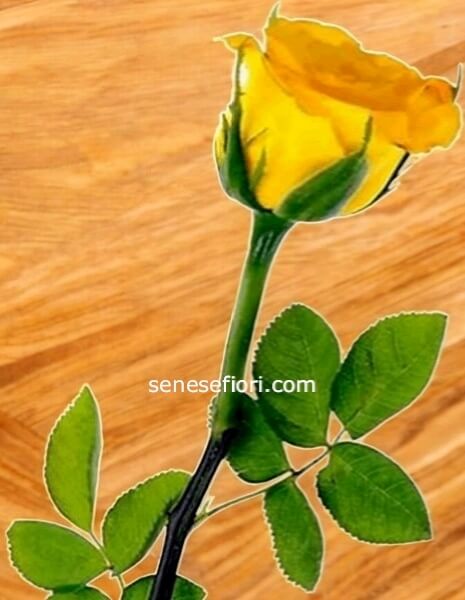 rose gialle Premium Colombia minimo 5 steli