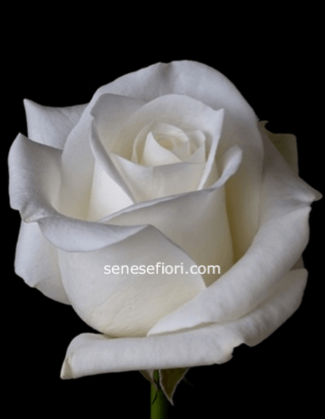 rose Premium bianca colombia confezionata minimo 5 steli
