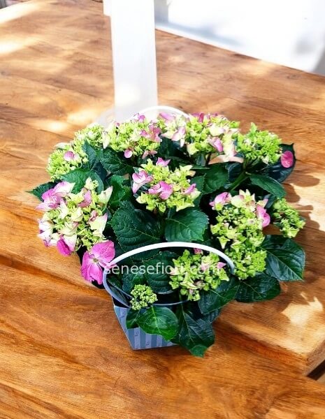 Pianta di Ortensia: Un’Esplosione di Colori per il tuo Balcone a Napoli