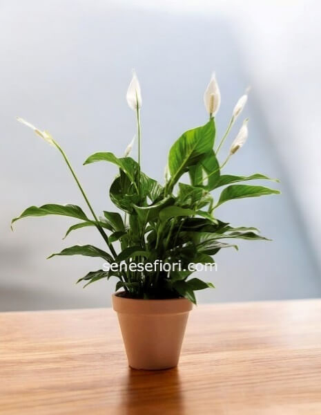 Spathiphyllum: Il Giglio della Pace che Purifica la tua Casa a Napoli