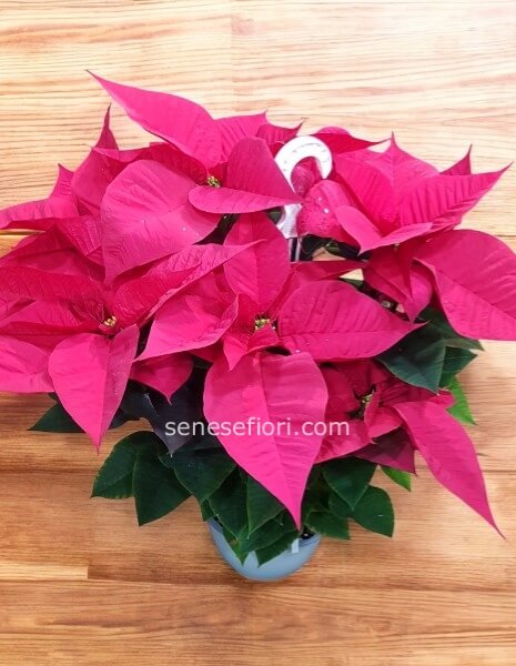 pianta Stella di Natale