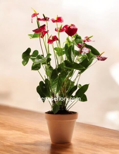pianta anthourium rosso small