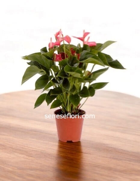 Anthurium Rosa: Raffinatezza e Dolcezza Tropicale a Napoli