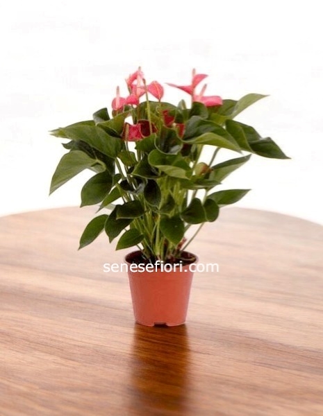 pianta Anthourium small