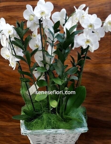 Coppia di Piante Phalaenopsis in Cesto: Regalo di Classe a Napoli