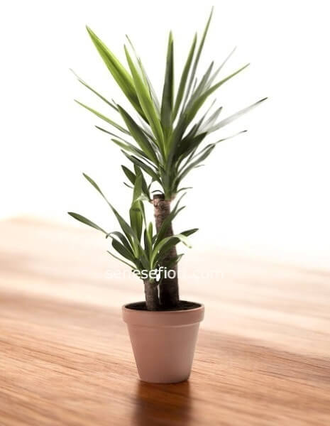  pianta Yucca 