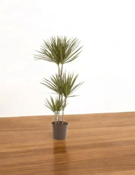 Pianta di Dracena Marginata