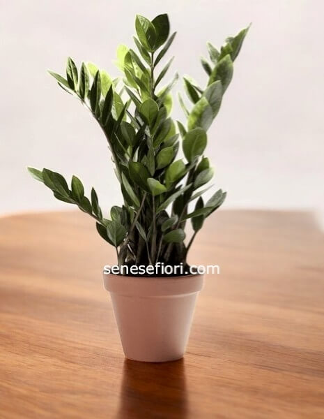 zamia mini vaso 12 con vaso in ceramica