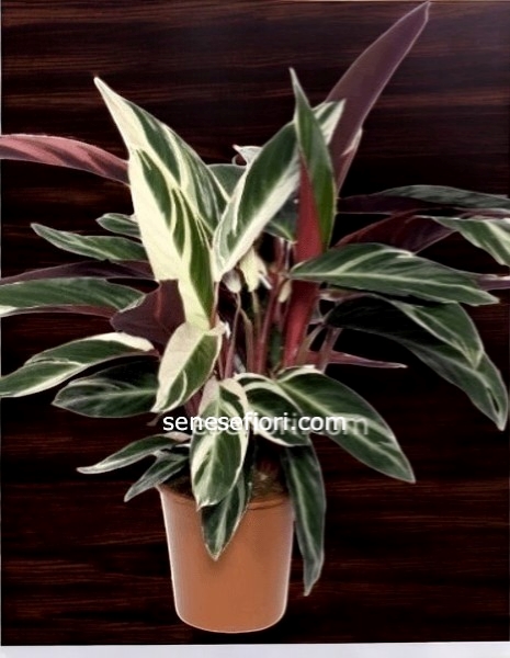 Maranta triostar small
