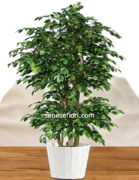 Ficus Benjamin: L´Icona Verde per la tua Casa o Ufficio a Napoli