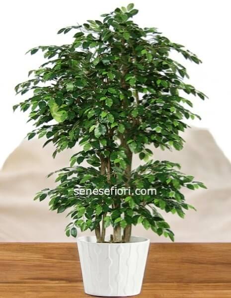 ficus benjamin misura piccola