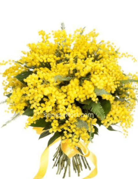 mazzo mimose  
