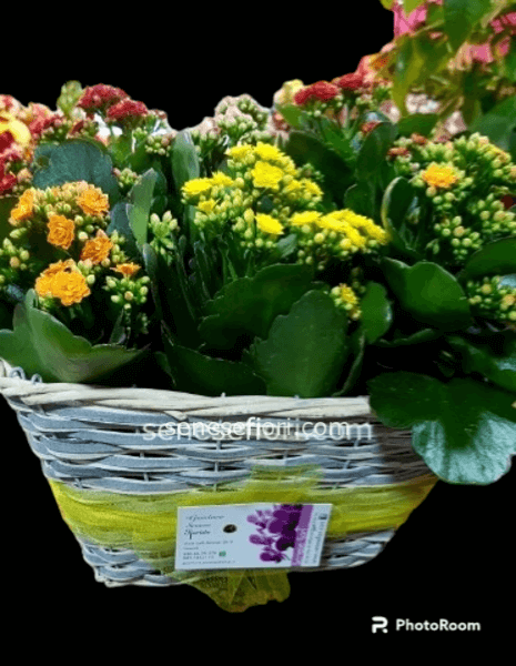 Cesto kalandivie  vaso 12 cm  cod.79