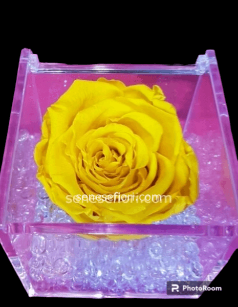 rosa stabilizzata gialla xl cod.94