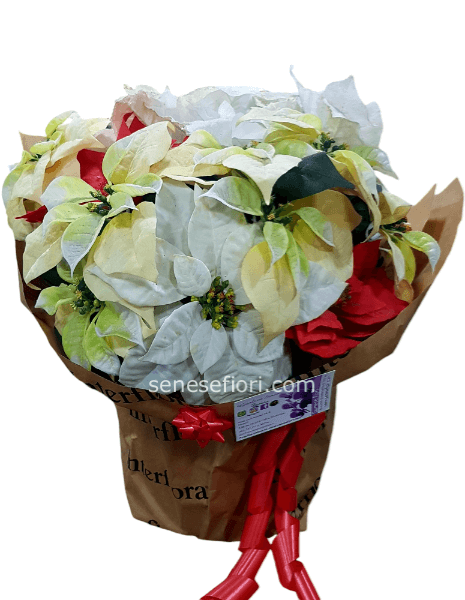 stella multicolor cod.67