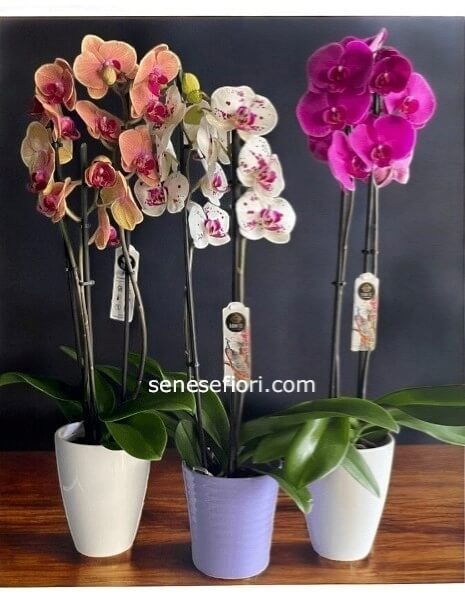 Orchidea Phalaenopsis: Eleganza e Colore a casa tua a Napoli