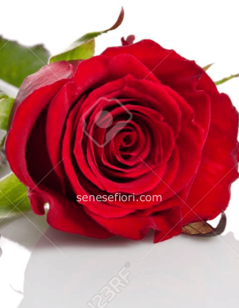 rosa rossa premium media 50/60 CM