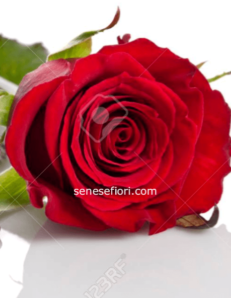 rose rosse ecuador