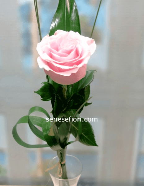 rose rosa confezione regalo