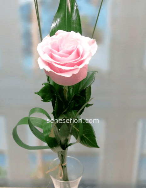 rosa rosa media 60cm circa