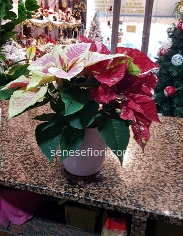 Pianta Stella Natalizia