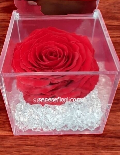 Rosa Stabilizzata Rossa: Amore che Non Conosce Tempo