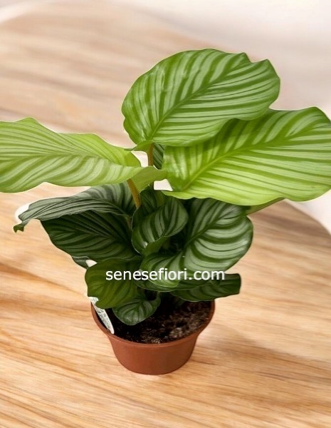 calathea Orbifolia media