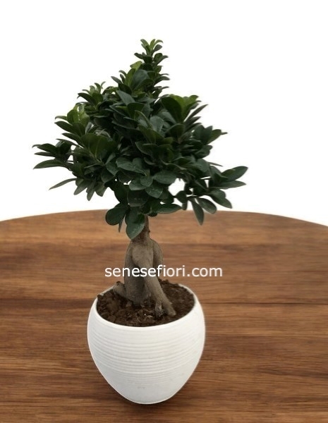 Pianta bonsai ginseng