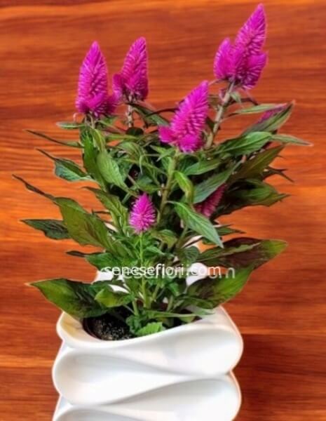 celosia vaso ceramica