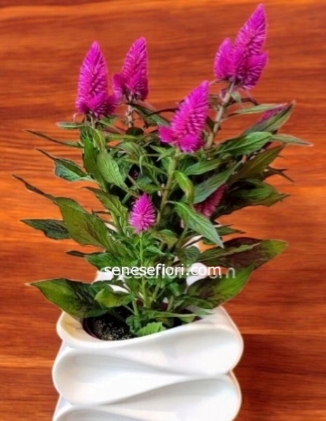 Pianta Celosia
