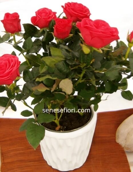 piantina rose pianta 25/30 cm 