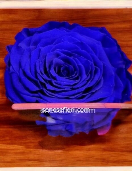 rosa stabilizzata blu xl