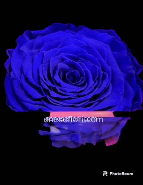 Rosa stabilizzata blu
