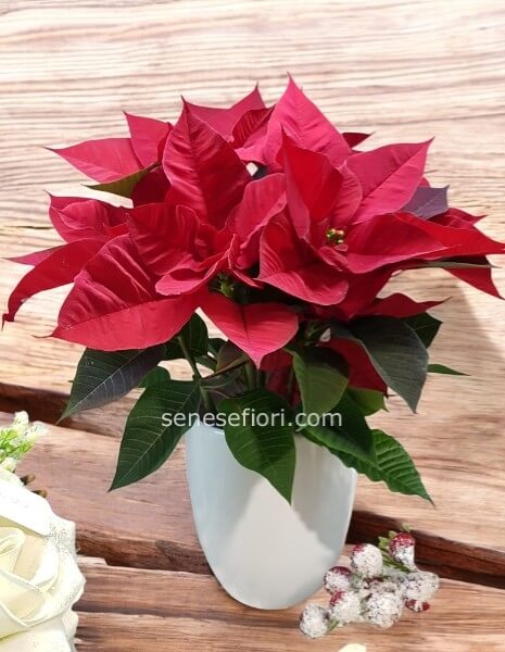 Pianta Stella natalizia