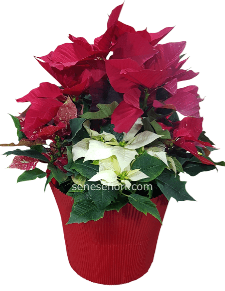 stella natalizia tricolor