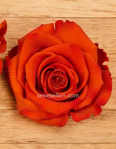 Rosa Stabilizzata Arancio: Un Raggio di Sole Eterno