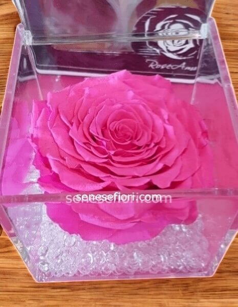 rosa fuxia stabilizzata xl