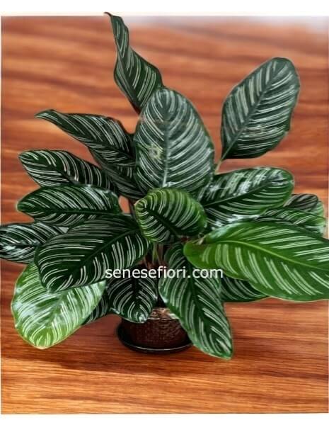 Calathea Ornata: L´Eleganza delle Linee Rosa per la tua Casa a Napoli