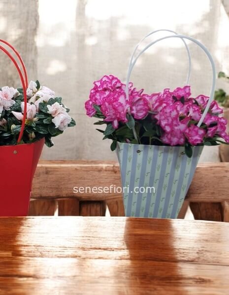azalea con borsa conf.regalo