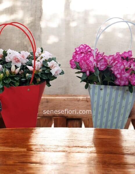 Pianta di Azalea: Colore e Tradizione a Casa Tua (Consegna a Napoli)