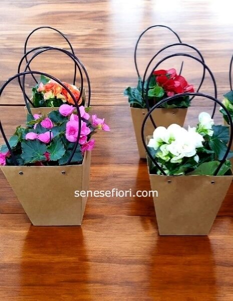begonia colori vari in base alla disponibilita'del momento