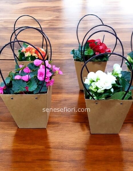 begonia colori vari in base alla disponibilita'del momento