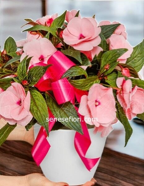 Pianta Impatiens (Fiori di Vetro): Colore Infinito per le tue Zone d´Ombra a Napoli