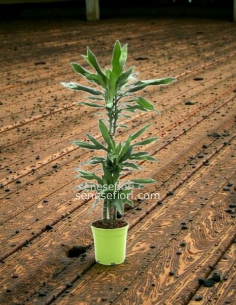 Tronco Janet (Dracaena Janet Craig): L´Eleganza Indistruttibile a Napoli