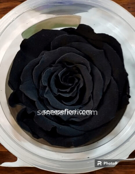 rosa Nera stabilizzata xl cod 91