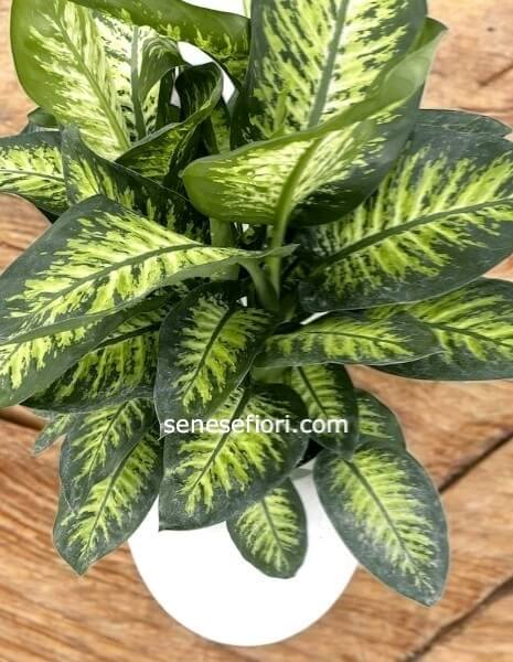 Tropic medium
