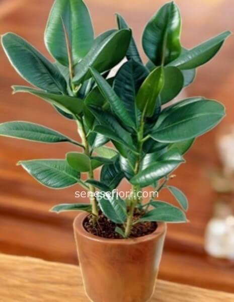 ficus elastica cod.7