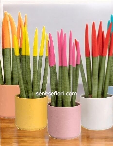 Sansevieria Velvet: Design Colorato e Aria Pura a Napoli