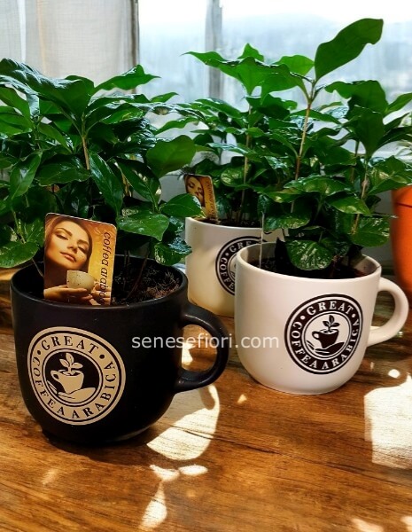  piante di caffe' tazzone ceramica